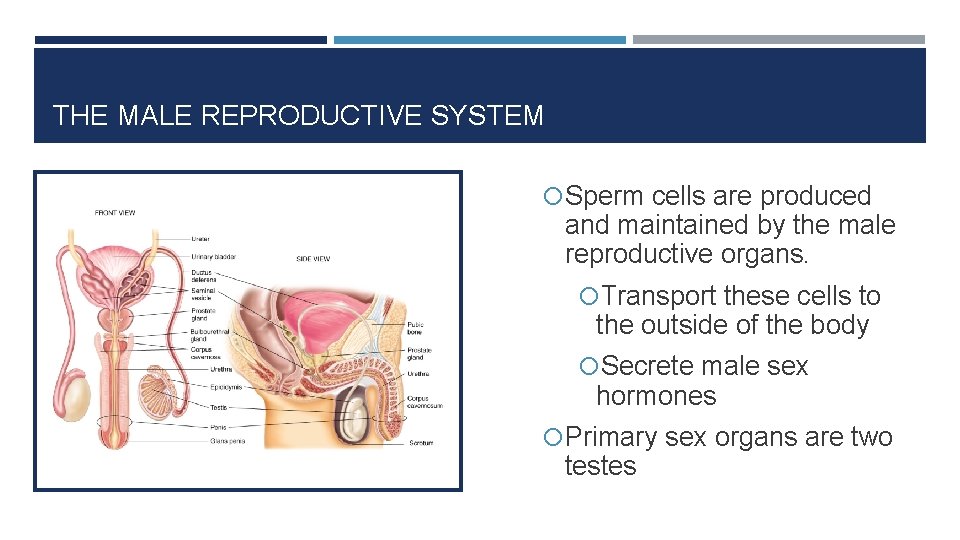THE MALE REPRODUCTIVE SYSTEM Sperm cells are produced and maintained by the male reproductive