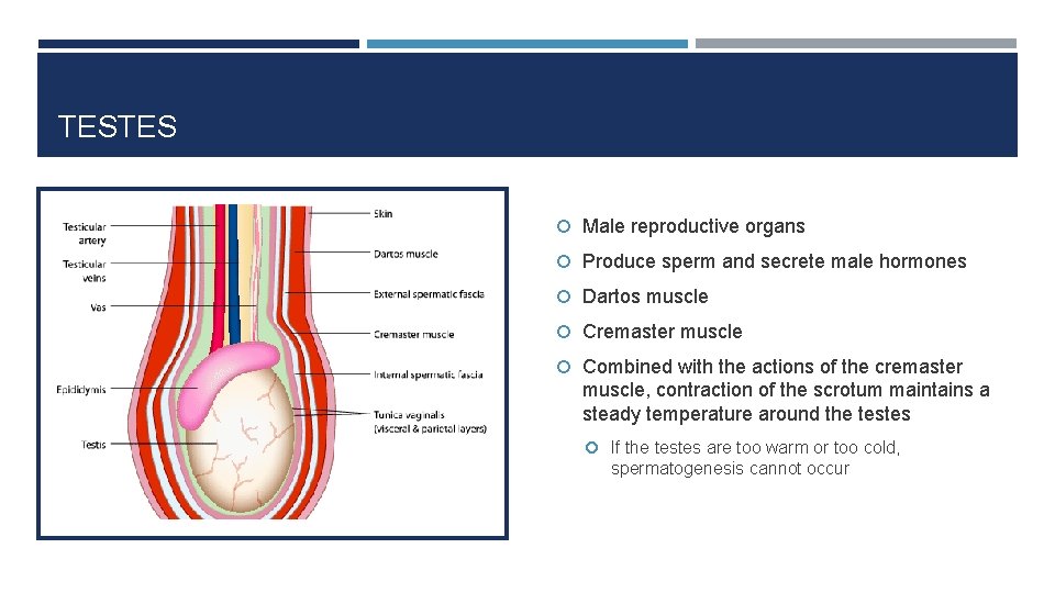 TESTES Male reproductive organs Produce sperm and secrete male hormones Dartos muscle Cremaster muscle