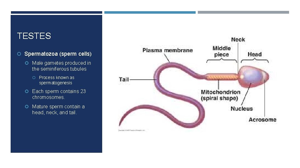 TESTES Spermatozoa (sperm cells) Male gametes produced in the seminiferous tubules Process known as