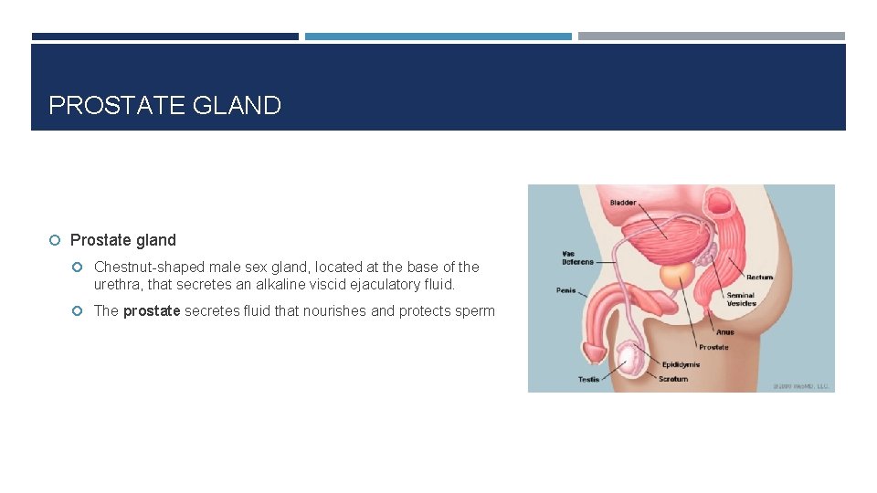PROSTATE GLAND Prostate gland Chestnut-shaped male sex gland, located at the base of the