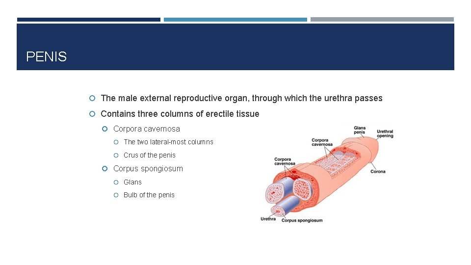 PENIS The male external reproductive organ, through which the urethra passes Contains three columns