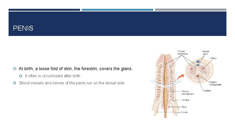 PENIS At birth, a loose fold of skin, the foreskin, covers the glans. It