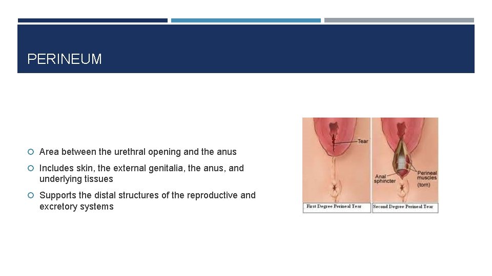 PERINEUM Area between the urethral opening and the anus Includes skin, the external genitalia,
