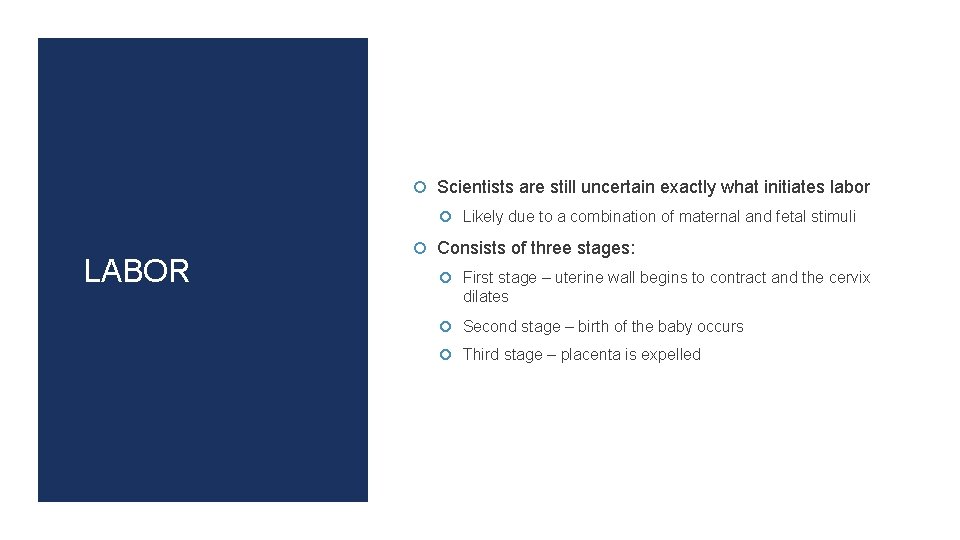  Scientists are still uncertain exactly what initiates labor Likely due to a combination