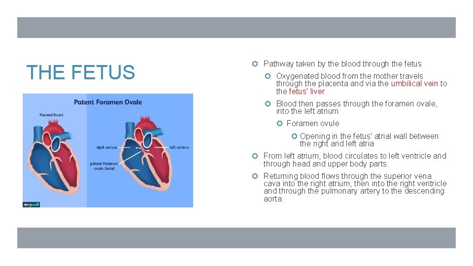 THE FETUS Pathway taken by the blood through the fetus Oxygenated blood from the