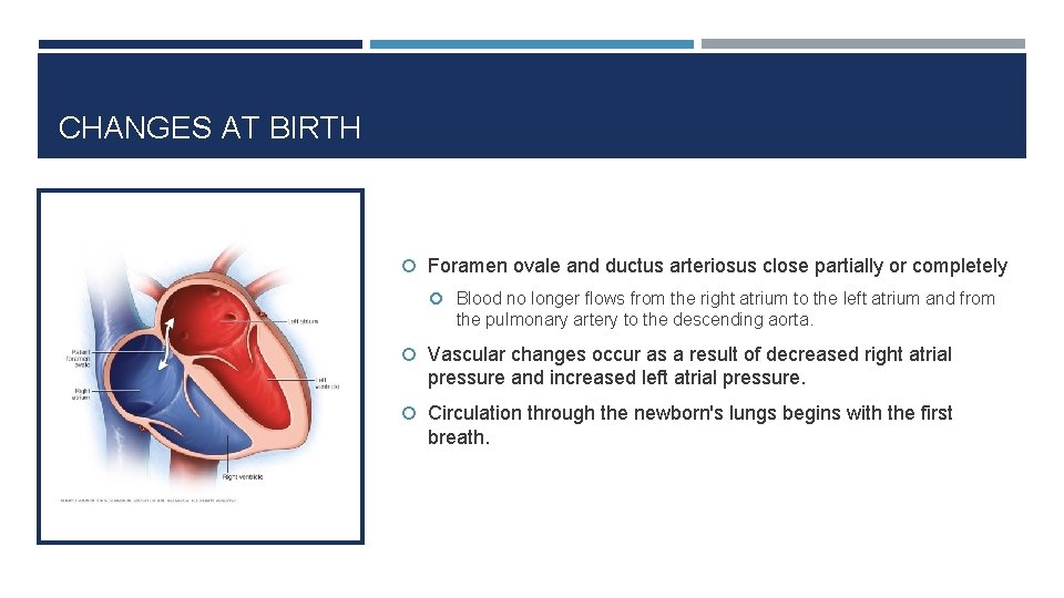 CHANGES AT BIRTH Foramen ovale and ductus arteriosus close partially or completely Blood no