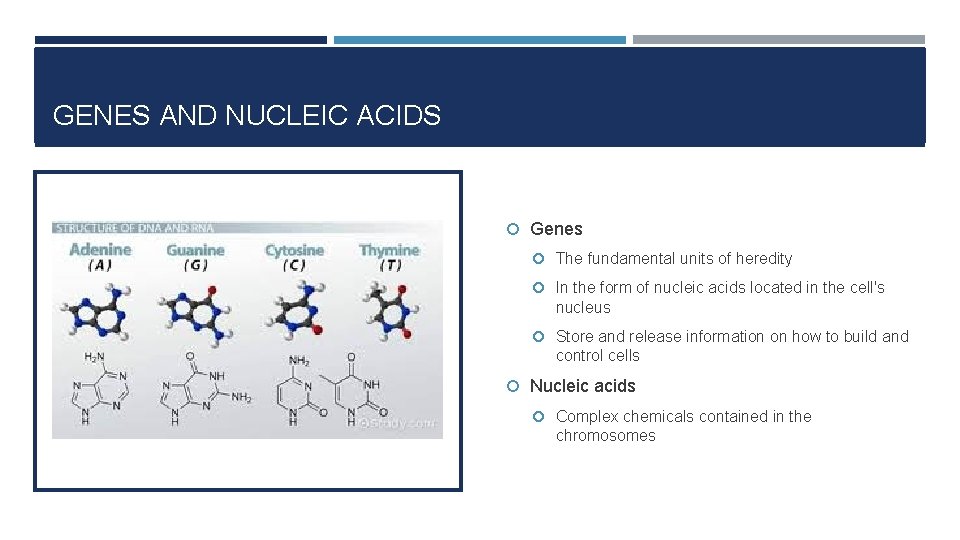 GENES AND NUCLEIC ACIDS Genes The fundamental units of heredity In the form of