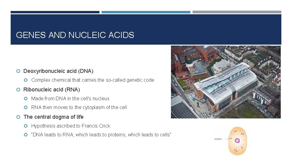 GENES AND NUCLEIC ACIDS Deoxyribonucleic acid (DNA) Complex chemical that carries the so-called genetic