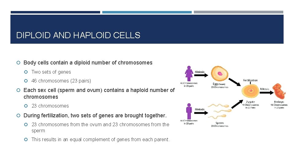 DIPLOID AND HAPLOID CELLS Body cells contain a diploid number of chromosomes Two sets
