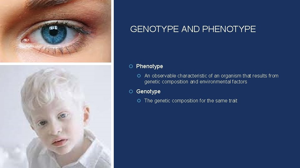 GENOTYPE AND PHENOTYPE Phenotype An observable characteristic of an organism that results from genetic