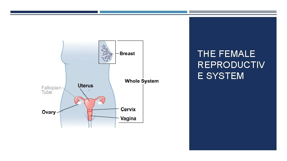 THE FEMALE REPRODUCTIV E SYSTEM 