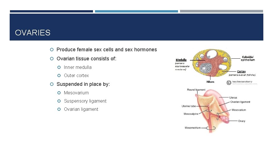 OVARIES Produce female sex cells and sex hormones Ovarian tissue consists of: Inner medulla