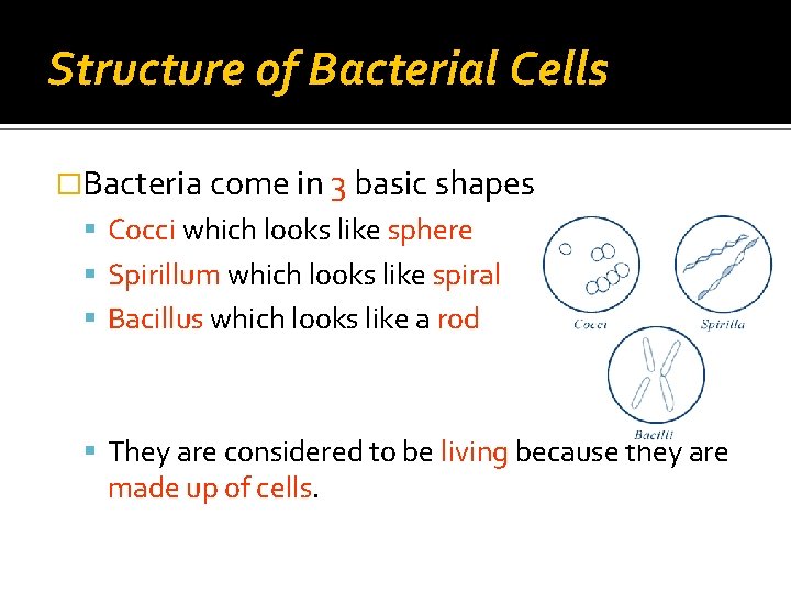 Structure of Bacterial Cells �Bacteria come in 3 basic shapes Cocci which looks like