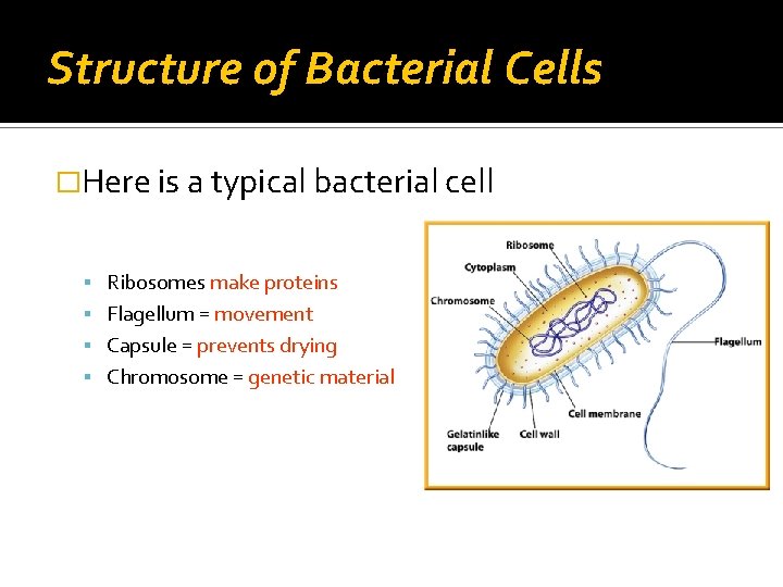 Structure of Bacterial Cells �Here is a typical bacterial cell Ribosomes make proteins Flagellum