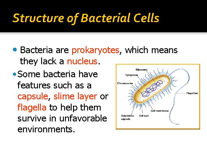 Structure of Bacterial Cells • Bacteria are prokaryotes, which means they lack a nucleus.