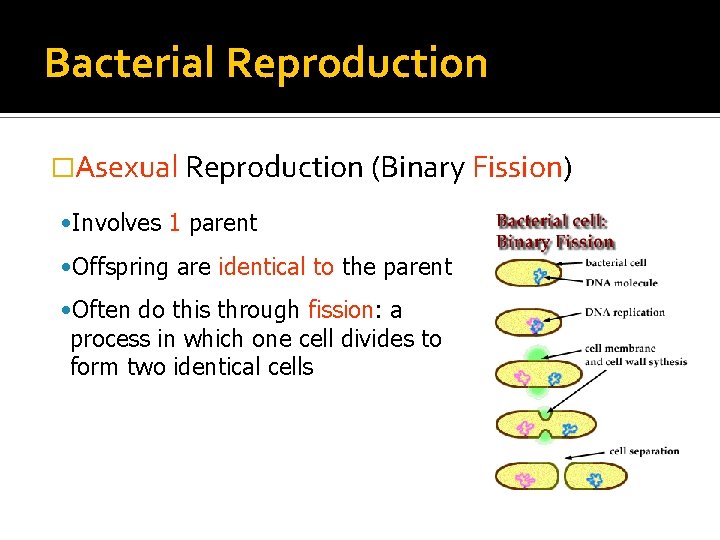 Bacterial Reproduction �Asexual Reproduction (Binary Fission) • Involves 1 parent • Offspring are identical