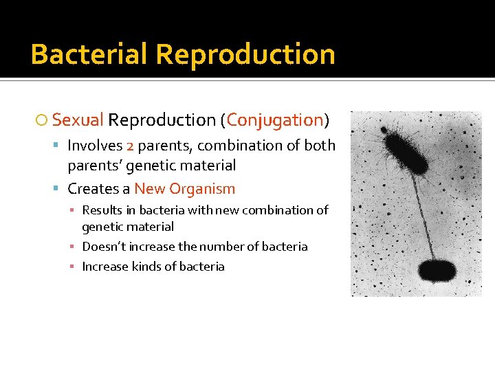 Bacterial Reproduction Sexual Reproduction (Conjugation) Involves 2 parents, combination of both parents’ genetic material