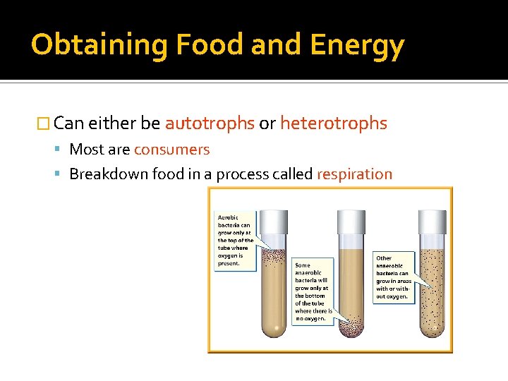 Obtaining Food and Energy � Can either be autotrophs or heterotrophs Most are consumers