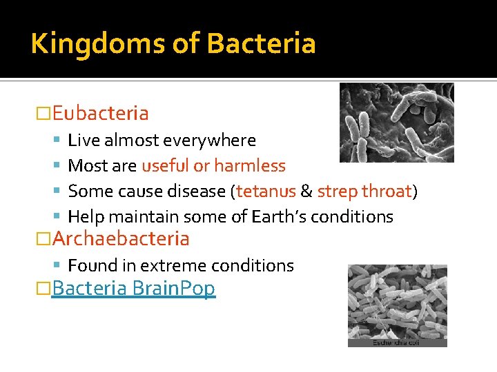 Kingdoms of Bacteria �Eubacteria Live almost everywhere Most are useful or harmless Some cause