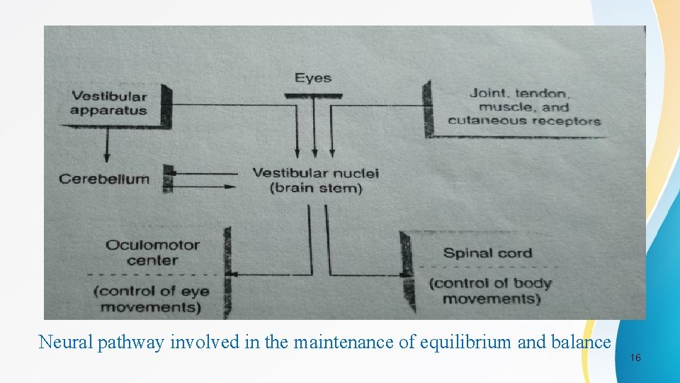 Neural pathway involved in the maintenance of equilibrium and balance 16 
