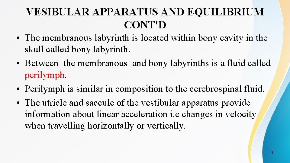 VESIBULAR APPARATUS AND EQUILIBRIUM CONT'D • The membranous labyrinth is located within bony cavity