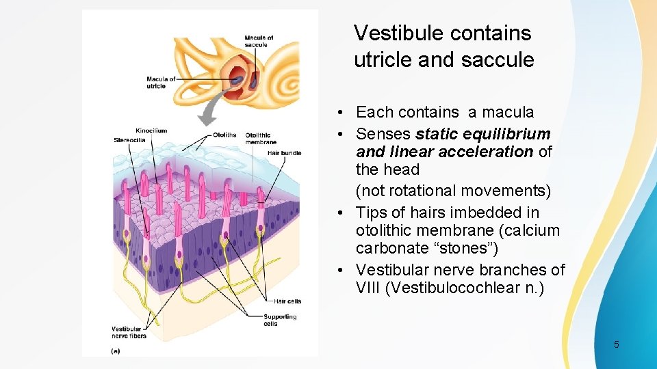 Vestibule contains utricle and saccule • Each contains a macula • Senses static equilibrium