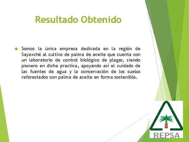 Resultado Obtenido Somos la única empresa dedicada en la región de Sayaxché al cultivo