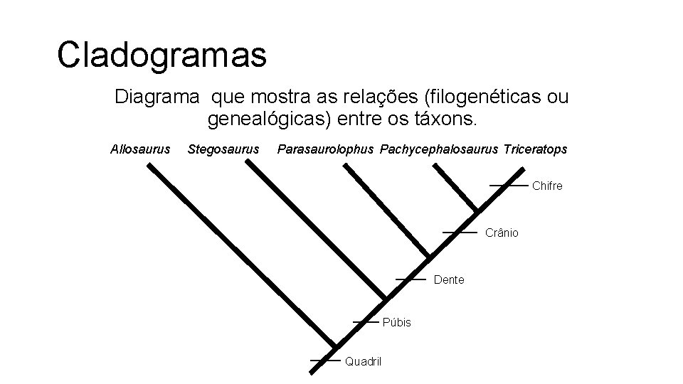 Cladogramas Diagrama que mostra as relações (filogenéticas ou genealógicas) entre os táxons. Allosaurus Stegosaurus Cladogramas Diagrama que mostra as relações (filogenéticas ou genealógicas) entre os táxons. Allosaurus Stegosaurus