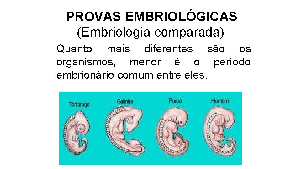 PROVAS EMBRIOLÓGICAS (Embriologia comparada) Quanto mais diferentes são os organismos, menor é o período PROVAS EMBRIOLÓGICAS (Embriologia comparada) Quanto mais diferentes são os organismos, menor é o período