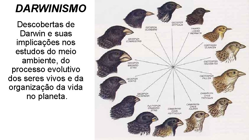 DARWINISMO Descobertas de Darwin e suas implicações nos estudos do meio ambiente, do processo DARWINISMO Descobertas de Darwin e suas implicações nos estudos do meio ambiente, do processo