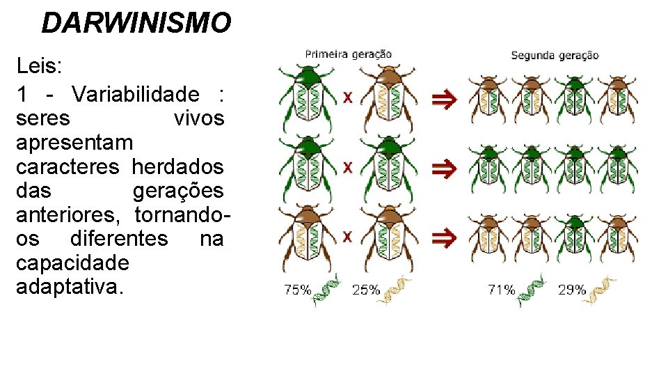 DARWINISMO Leis: 1 - Variabilidade : seres vivos apresentam caracteres herdados das gerações anteriores, DARWINISMO Leis: 1 - Variabilidade : seres vivos apresentam caracteres herdados das gerações anteriores,