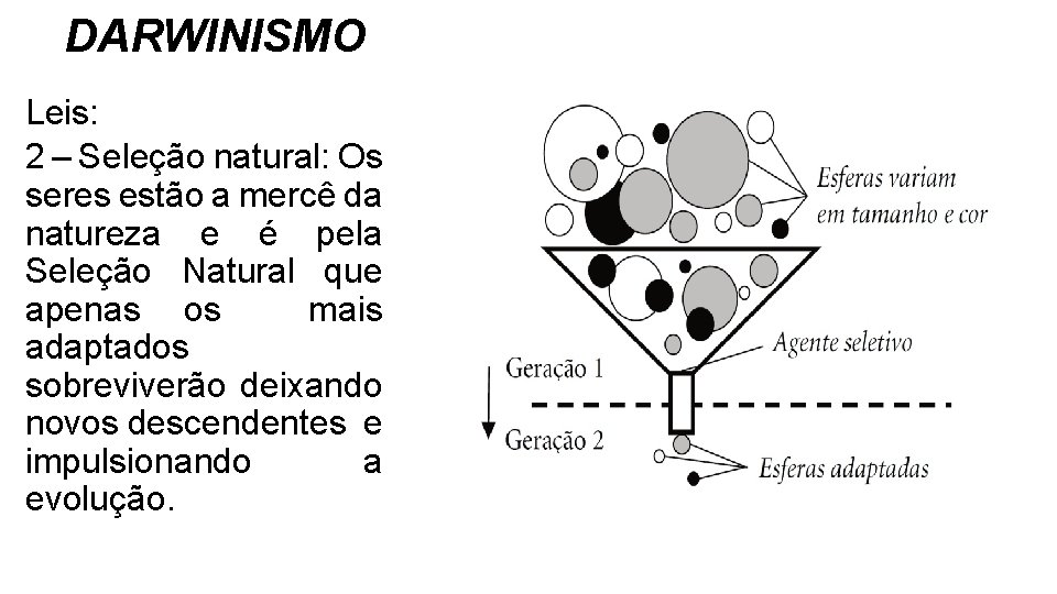 DARWINISMO Leis: 2 – Seleção natural: Os seres estão a mercê da natureza e DARWINISMO Leis: 2 – Seleção natural: Os seres estão a mercê da natureza e