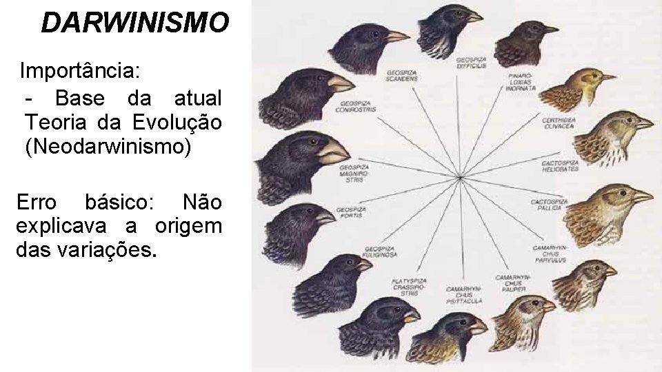 DARWINISMO Importância: - Base da atual Teoria da Evolução (Neodarwinismo) Erro básico: Não explicava DARWINISMO Importância: - Base da atual Teoria da Evolução (Neodarwinismo) Erro básico: Não explicava