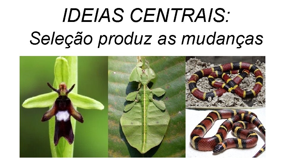 IDEIAS CENTRAIS: Seleção produz as mudanças IDEIAS CENTRAIS: Seleção produz as mudanças