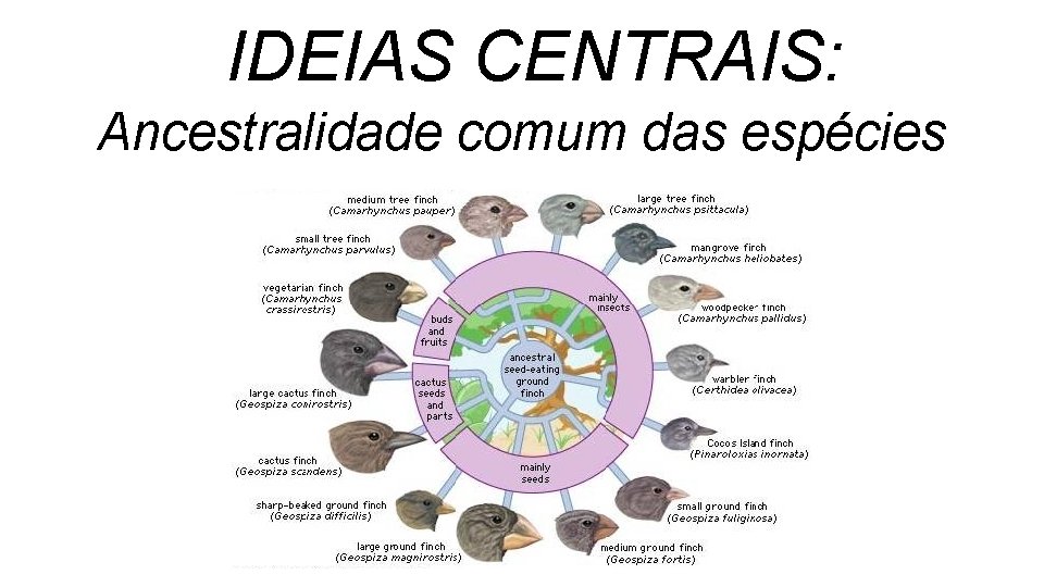 IDEIAS CENTRAIS: Ancestralidade comum das espécies IDEIAS CENTRAIS: Ancestralidade comum das espécies