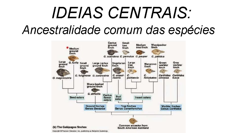 IDEIAS CENTRAIS: Ancestralidade comum das espécies IDEIAS CENTRAIS: Ancestralidade comum das espécies