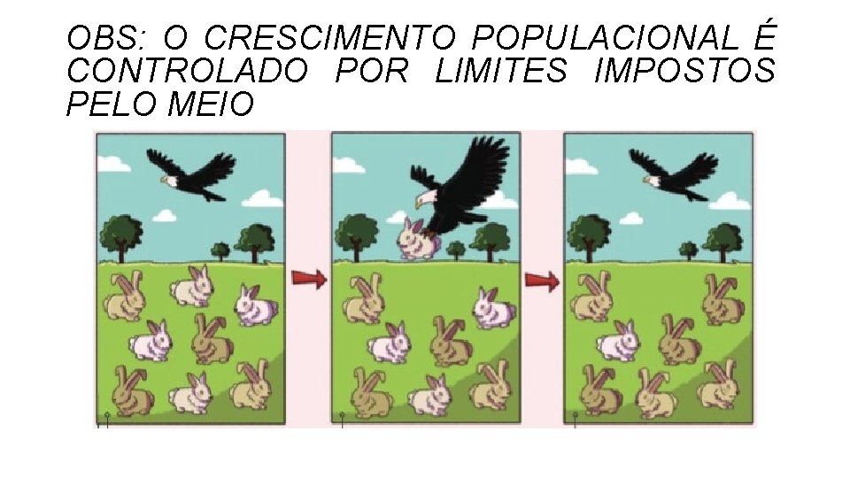 OBS: O CRESCIMENTO POPULACIONAL É CONTROLADO POR LIMITES IMPOSTOS PELO MEIO OBS: O CRESCIMENTO POPULACIONAL É CONTROLADO POR LIMITES IMPOSTOS PELO MEIO