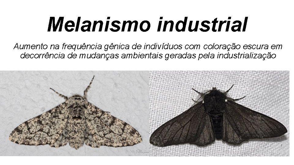 Melanismo industrial Aumento na frequência gênica de indivíduos com coloração escura em decorrência de Melanismo industrial Aumento na frequência gênica de indivíduos com coloração escura em decorrência de