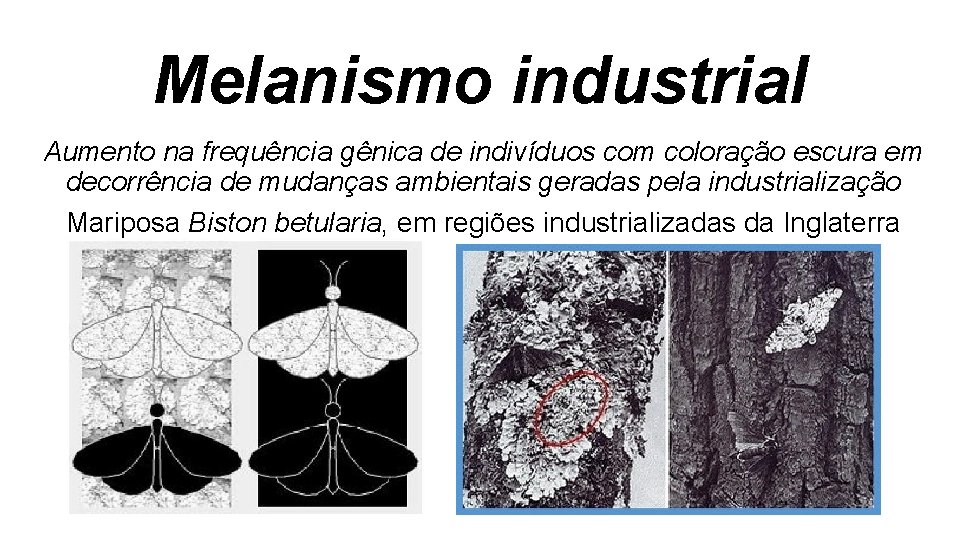 Melanismo industrial Aumento na frequência gênica de indivíduos com coloração escura em decorrência de Melanismo industrial Aumento na frequência gênica de indivíduos com coloração escura em decorrência de