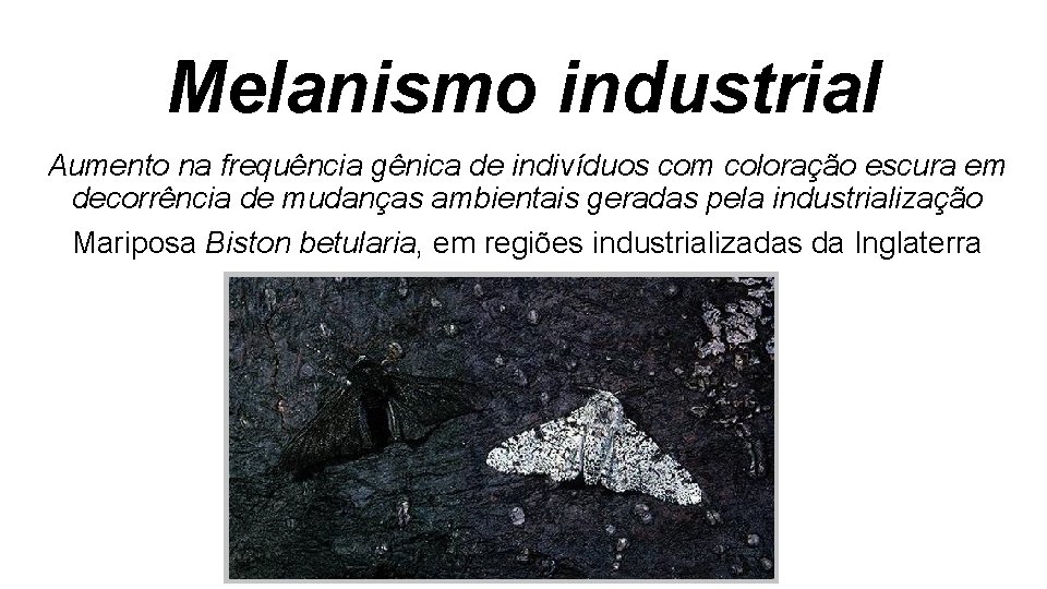 Melanismo industrial Aumento na frequência gênica de indivíduos com coloração escura em decorrência de Melanismo industrial Aumento na frequência gênica de indivíduos com coloração escura em decorrência de