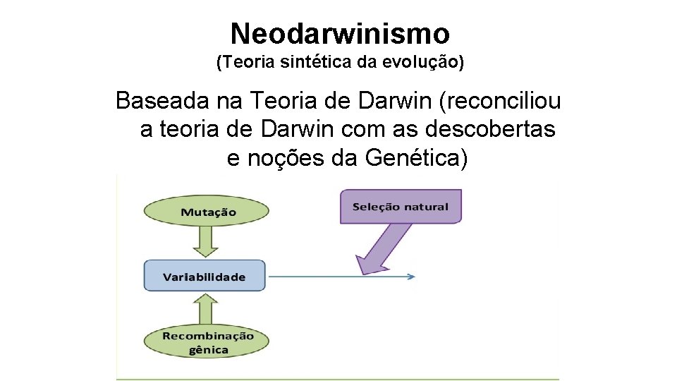 Neodarwinismo (Teoria sintética da evolução) Baseada na Teoria de Darwin (reconciliou a teoria de Neodarwinismo (Teoria sintética da evolução) Baseada na Teoria de Darwin (reconciliou a teoria de