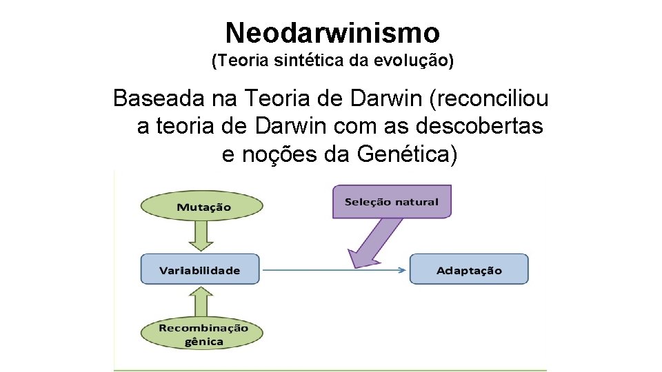 Neodarwinismo (Teoria sintética da evolução) Baseada na Teoria de Darwin (reconciliou a teoria de Neodarwinismo (Teoria sintética da evolução) Baseada na Teoria de Darwin (reconciliou a teoria de