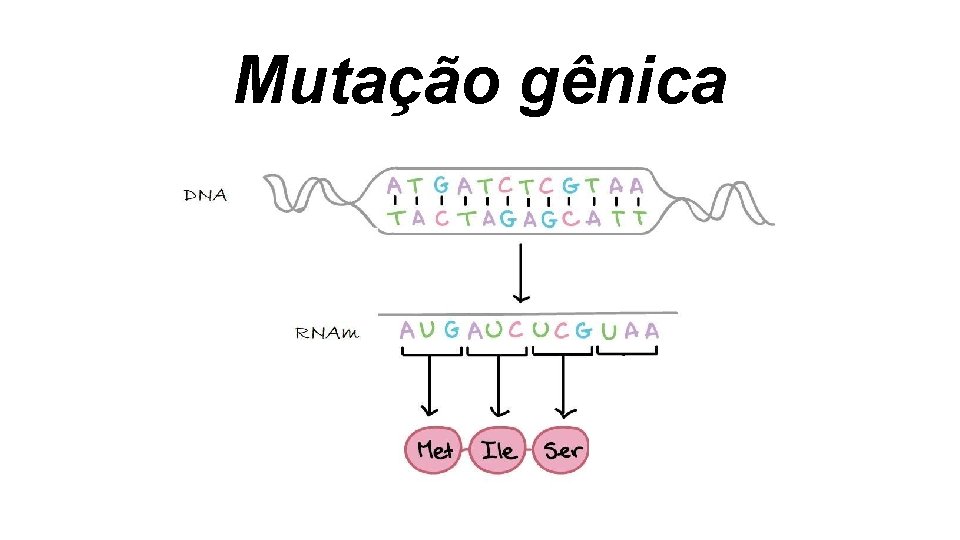Mutação gênica Mutação gênica
