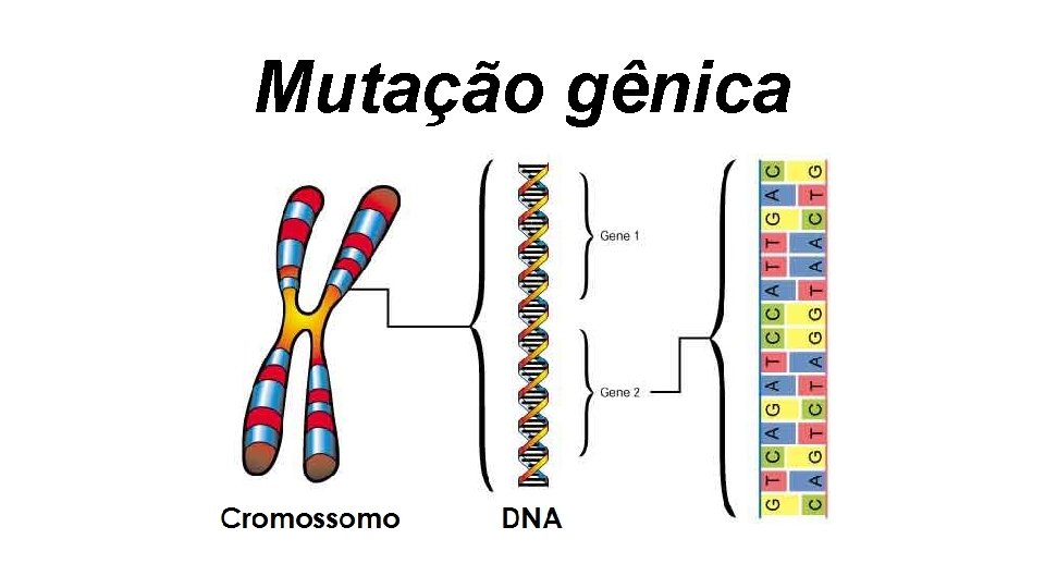 Mutação gênica Mutação gênica