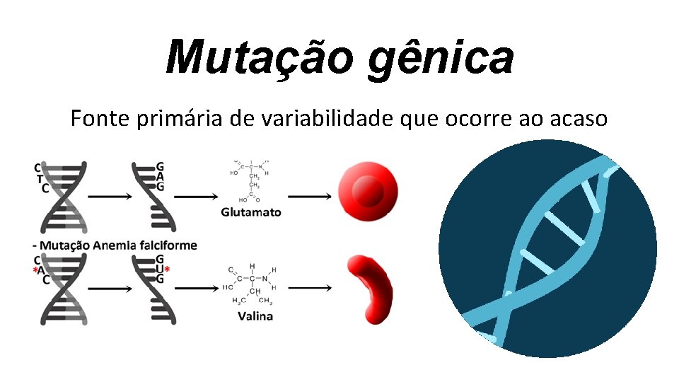 Mutação gênica Fonte primária de variabilidade que ocorre ao acaso Mutação gênica Fonte primária de variabilidade que ocorre ao acaso