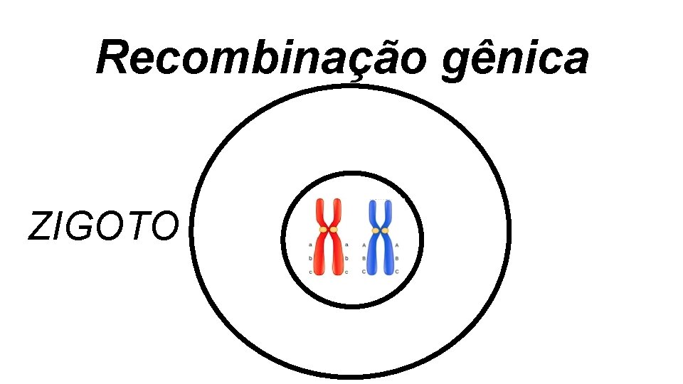 Recombinação gênica ZIGOTO Recombinação gênica ZIGOTO