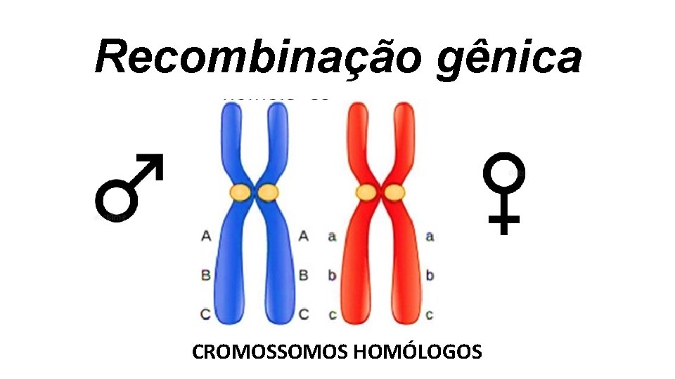 Recombinação gênica CROMOSSOMOS HOMÓLOGOS Recombinação gênica CROMOSSOMOS HOMÓLOGOS
