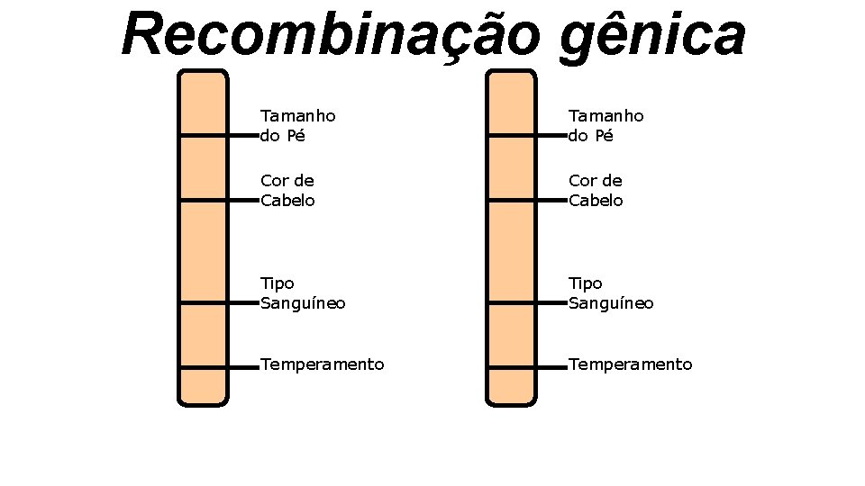 Recombinação gênica Tamanho do Pé Cor de Cabelo Tipo Sanguíneo Temperamento Recombinação gênica Tamanho do Pé Cor de Cabelo Tipo Sanguíneo Temperamento