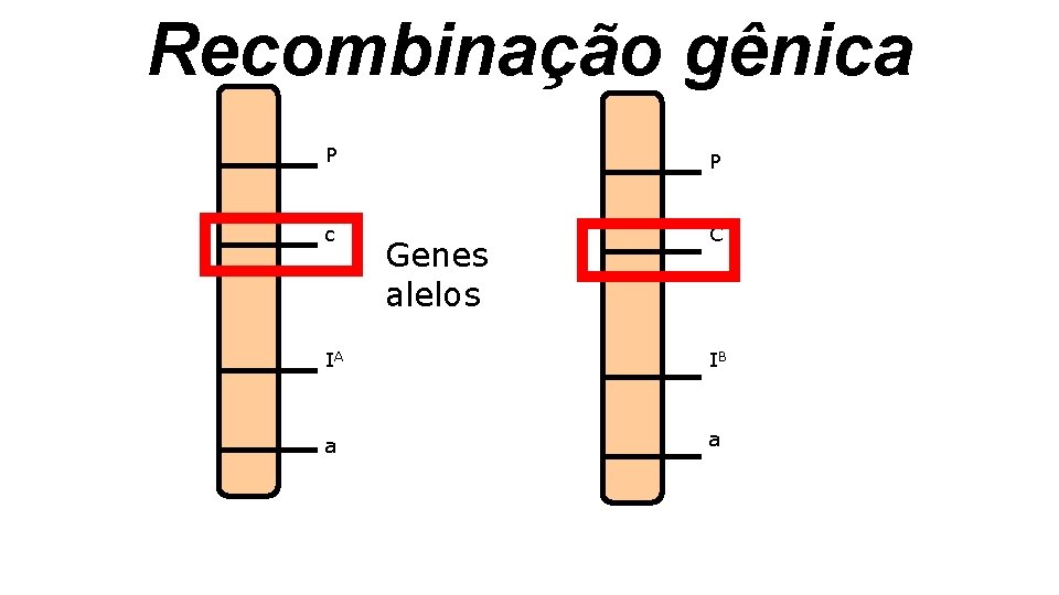 Recombinação gênica P P c C Genes alelos IA IB a a Recombinação gênica P P c C Genes alelos IA IB a a