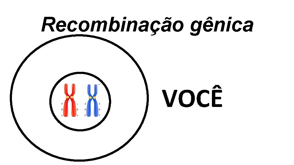 Recombinação gênica VOCÊ Recombinação gênica VOCÊ